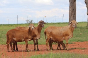 2X OOI/EWE DIDYMUS MEATMASTERS (Buy per piece to take the lot)