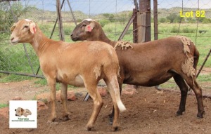 2X OOI/EWE MORENA MEATMASTERS Pregnant(Buy per piece to take the lot)
