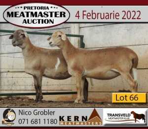 2X OOI/EWE KERN MEATMASTERS 1x Pregnant(Buy per piece to take the lot)