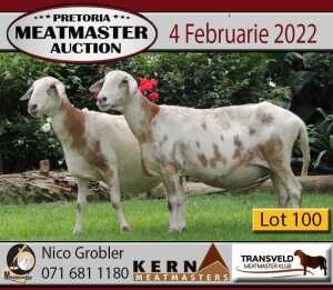 2+1X OOI/EWE KERN MEATMASTERS 1xPregnant (Buy per piece to take the lot)