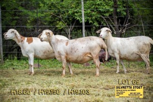 3X OOI/EWE SILVRETTA MEATMASTERS 2x Pregnant(Buy per piece to take the lot)
