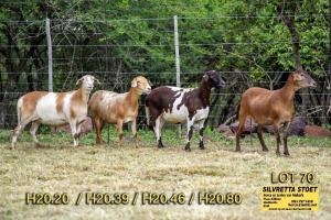 4X OOI/EWE SILVRETTA MEATMASTERS 3x Pregnant(Buy per piece to take the lot)