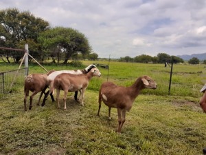 4X OOI/EWE SILWER SENS MEATMASTERS 2x Pregnant (Buy per piece to take the lot)