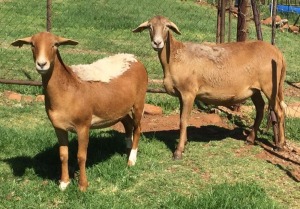 1X OOI/EWE B3GENETICS PTY LTD 1x Pregnant 