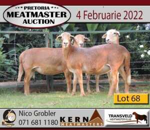 3X OOI/EWE KERN MEATMASTERS 2x Pregnant(Buy per piece to take the lot)