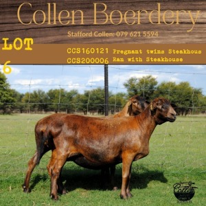 2+1X OOI/EWE COLLEN BOERDERY (Buy per piece to take the lot)