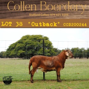 1X RAM COLLEN BOERDERY