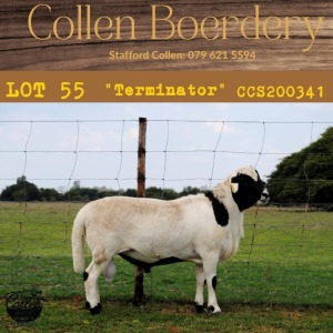 ONTTREK - 1X RAM COLLEN BOERDERY