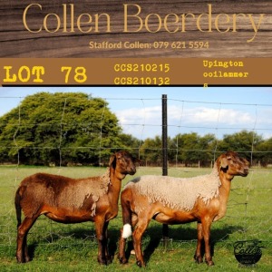 2X OOI/EWE COLLEN BOERDERY (Buy per piece to take the lot)