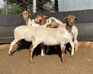 4X OOI/EWE LAPFONTEIN MEATMASTERS (Buy per piece to take the lot)