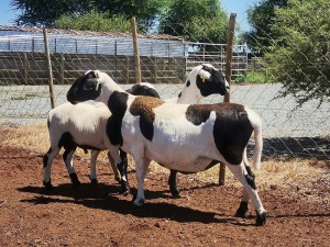 2X OOI/EWE OCHRE MEATMASTERS 1x Pregnant(Buy per piece to take the lot)