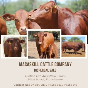 MACASKILL CATTLE COMPANY DISPERSAL SALE