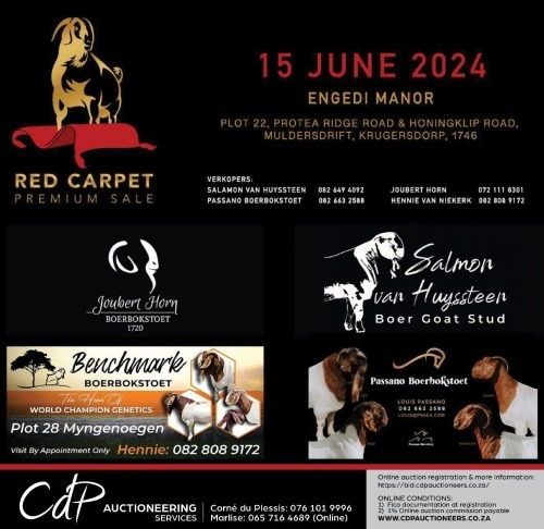 RED CARPET PREMIUM SALE