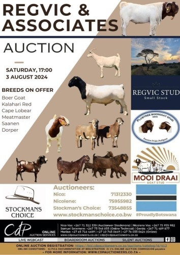 DORPER & WHITE DORPER PRODUCTION AUCTION