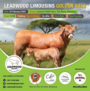 LEADWOOD LIMOUSINS GOLDEN SALE