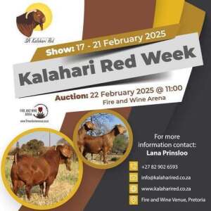 SA KALAHARI RED CLUB AUCTION