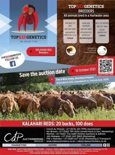 Top Red Genetics  - Kalahari Red Auction