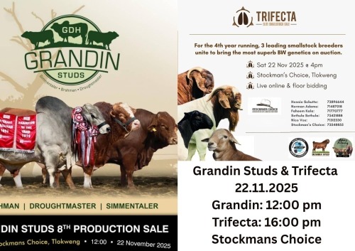 GRANDIN STUD 8th PRODUCTION SALE & TRIFECTA ELITE SMALL STOCK SALE