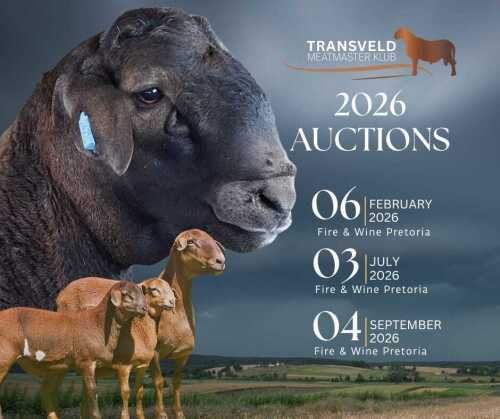 TRANSVELD MEATMASTERS
