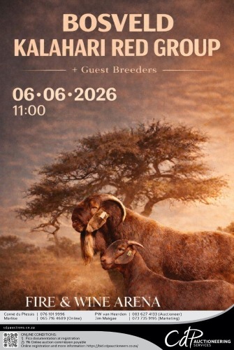 BOSVELD KALAHARI RED AUCTION