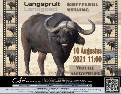 Langspruit Landgoed Wild  - Buffelbul Virtuele Veiling