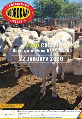 NOORDKAAP LEWENDEHAWE BEES VEILING - HARTSWATER