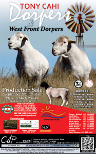 TONY CAHI DORPERS & WEST FRONT DORPERS AUCTION