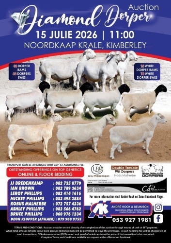 DIAMOND DORPER AUCTION