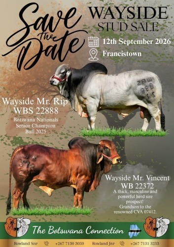 WAYSIDE STUD SALE - Francistown Botswana