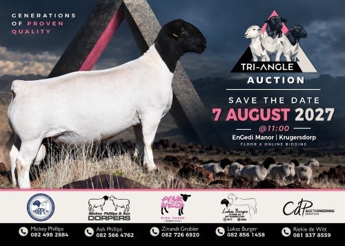 TRI-ANGLE DORPER AUCTION