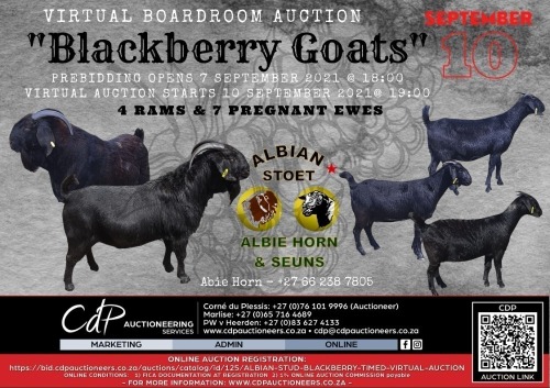 ALBIAN STUD BLACKBERRY VIRTUAL AUCTION -  19:00 - PREBIDDING  CLOSED