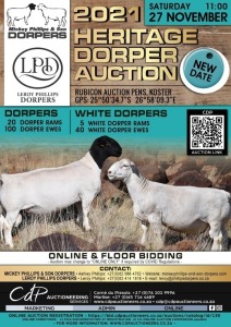 HERITAGE DORPER AUCTION - KOSTER