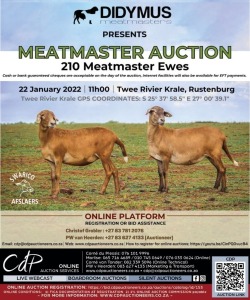 DIDYMUS MEATMASTER AUCTION