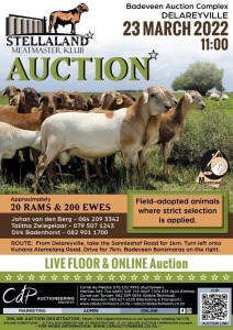 STELLALAND MEATMASTER CLUB AUCTION - DELAREYVILLE