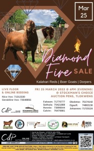 DIAMOND FIRE SALE  - TLOKWENG, BOTSWANA