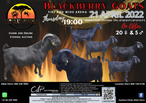 EVENING BLACK BERRY GOAT AUCTION - ALBIE HORN