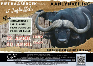 HUNTING BULL TIMED AUCTION - PIET HAASBROEK TOSCA