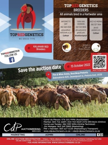 TOP RED GENETICS - KALAHARI RED AUCTION