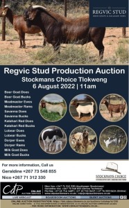 REGVIC STUD PRODUCTION AUCTION, TLOKWENG, BOTSWANA