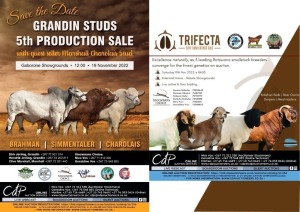 GRANDIN STUDS 5TH PRODUCTION SALE/TRIFECTA SMALL STOCK - BOTSWANA