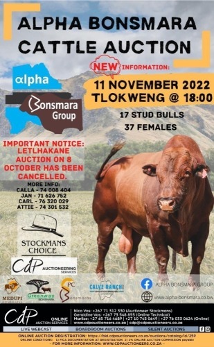 ALPHA BONSMARA CATTLE AUCTION THOKWENG - BOTSWANA 