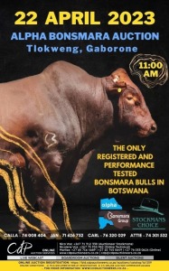 ALPHA BONSMARA CATTLE AUCTION