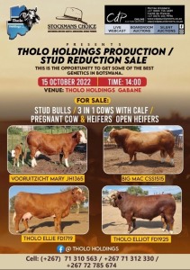 THOLO HOLDINGS PRODUCTION/ STUD REDUCTION SALE , GABANE, BOTSWANA