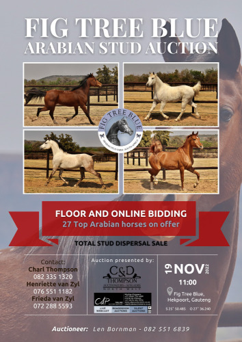 FIGTREE BLUE ARABIAN AUCTION - HEKPOORT GAUTENG