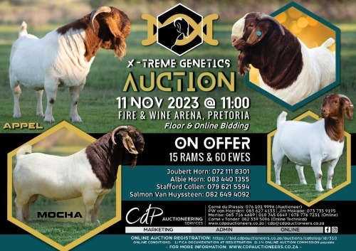 XTREME AUCTION