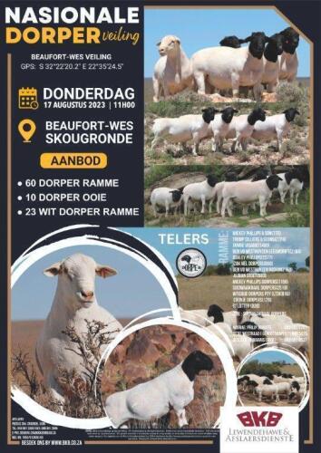 NASIONALE DORPER & WIT DORPER VEILING BEAUFORT-WES