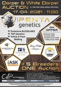 PENTA GENETICS - DORPER VEILING PRETORIA