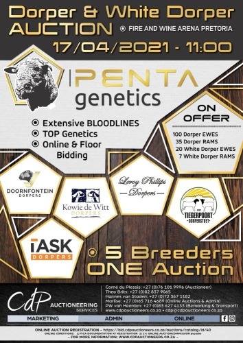PENTA GENETICS - DORPER VEILING PRETORIA