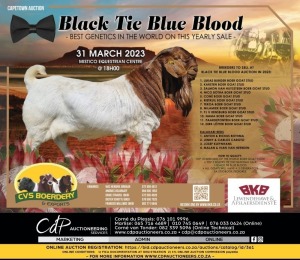 BLACK TIE BLUE BLOOD AUCTION - MISTICO EQUESTRIAN CENTRE, PAARL