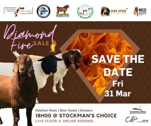 SIMPLY RED AUCTION - TLOKWENG, BOTSWANA